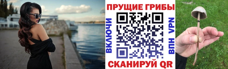 где купить наркоту Смоленск Псилоцибиновые грибы GOLDEN TEACHER